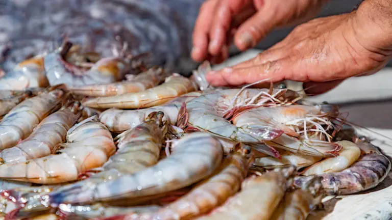 Camarones 3