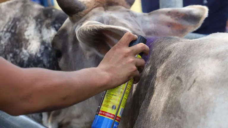 Intensifican jornadas de asistencia técnica para proteger a los bovinos del gusano barrenador