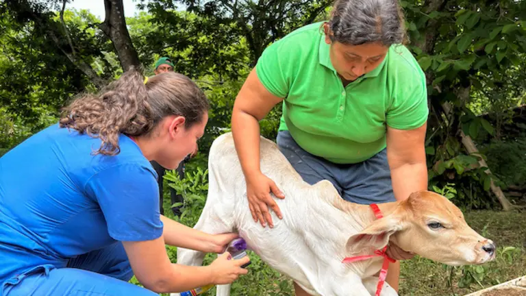 MAG Desparasitación gusano barrenador