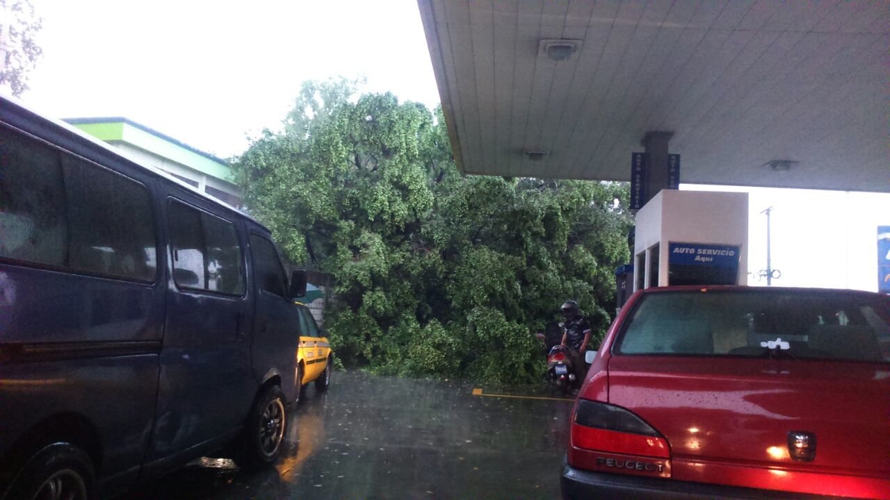 Árbol caído Juan Pablo