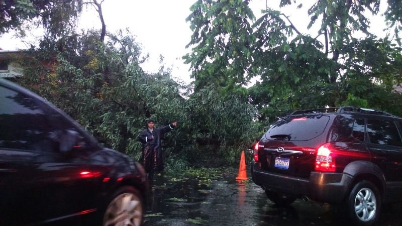 Árboles caídos por lluvia