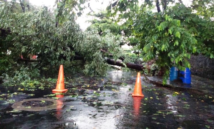 Árboles caídos por lluvias1