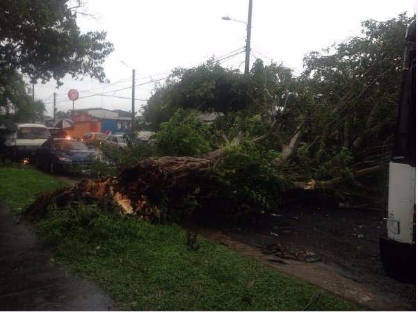 Árbol caído por las lluvias2