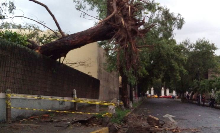 Árboles caídos por lluvias3