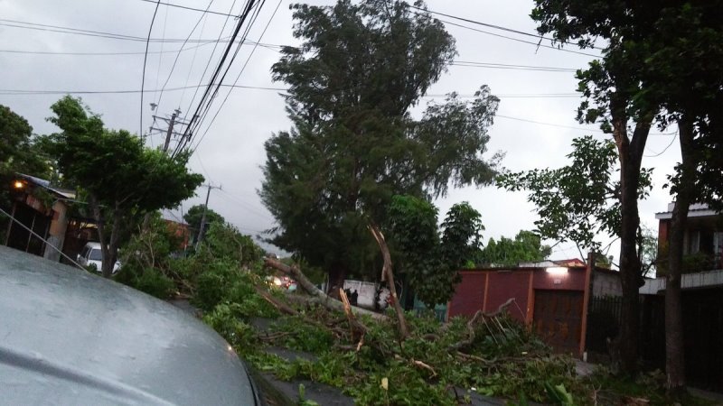 Árbol Caído Blvd Universitario_Lenny Iraheta
