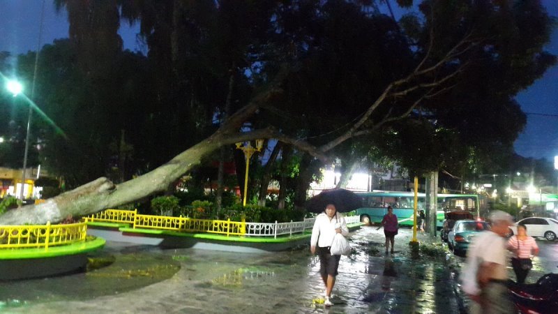 Árbol caído Cojutepeque_Alertux