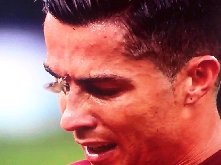 Polillas en final Eurocopa1