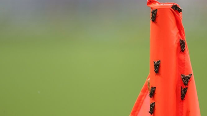 Polillas en final Eurocopa3