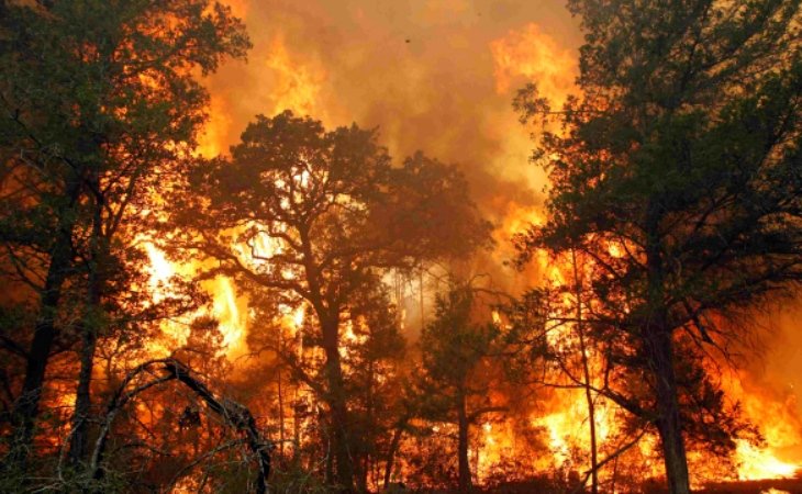 Incendio forestal