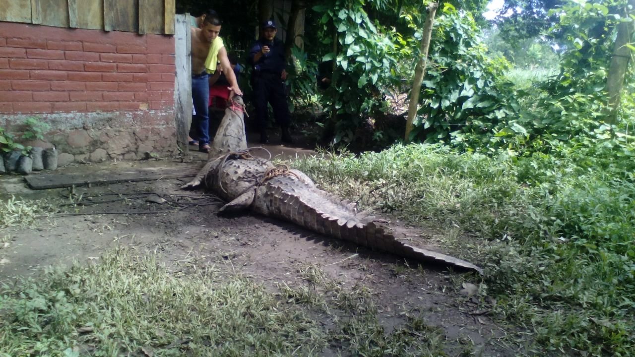 Cocodrilo1