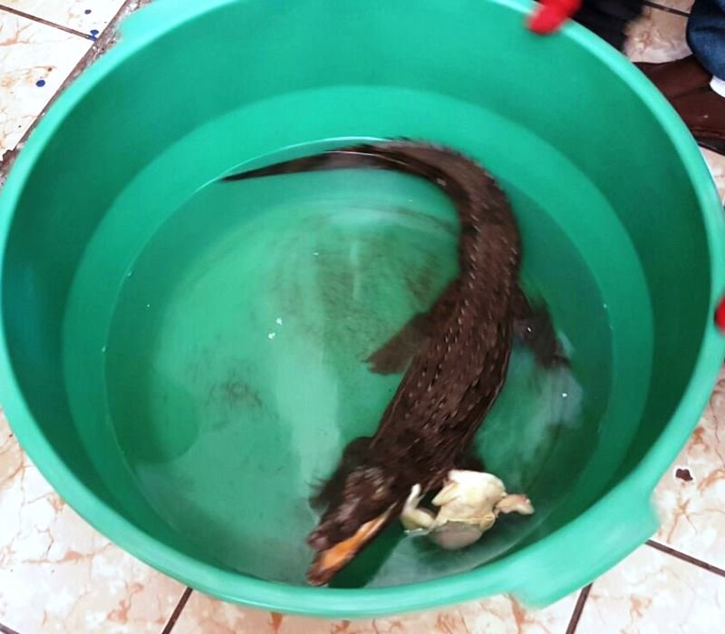 cocodrilo 2