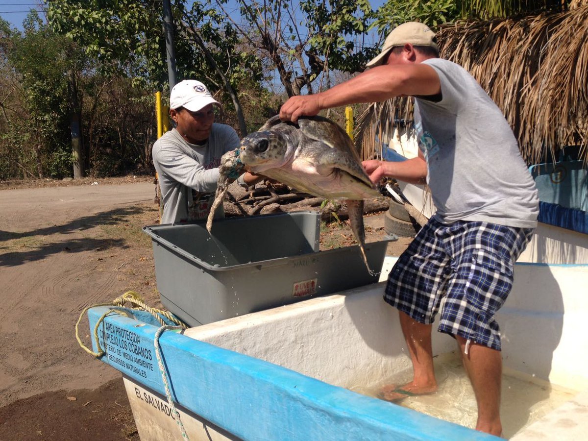Tortuga Los cóbanos