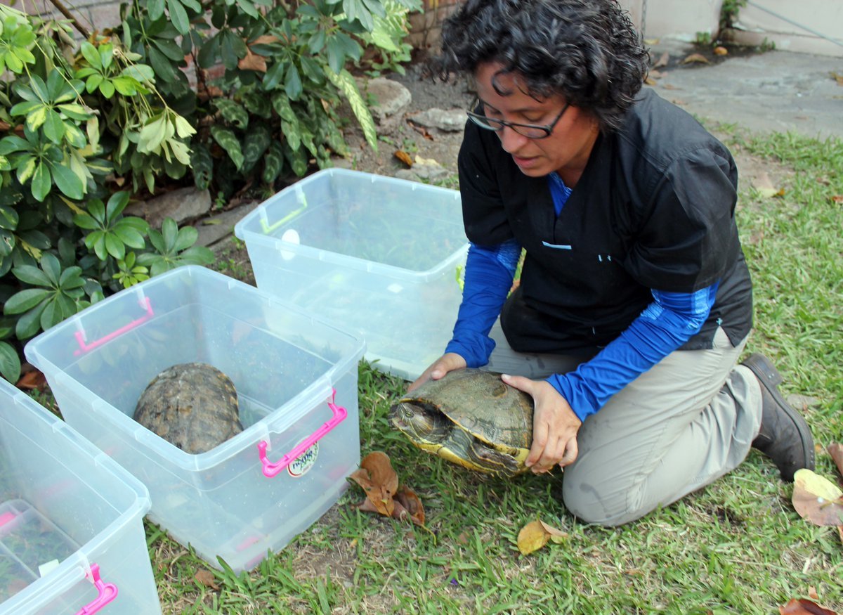 tortugas