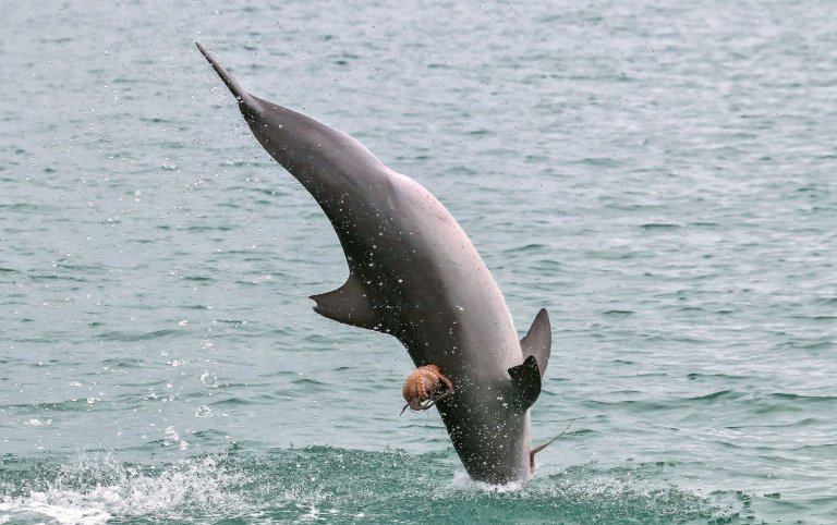 Pic by Jodie Lowe/Caters News - (Pictured: A dolphin being ridden by an octopus.) - This octopus is in a very sticky situation - trying to cling to a dolphin so it does not get eaten! Pictures show the dolphin breaching the surface of the river with a high dive, trying to dislodge its tasty meal from its back. Knowing it is not fast enough to outswim the dolphin, the crafty octopus remaining survival tactic is to cling to the predators back. But it looks like its survival fight is also a fun ride. The rare sight was captured by Australian wildlife photographer Jodie Lowe on the Hastings River in Port Macquarie, Australia on March 12. SEE CATERS COPY.