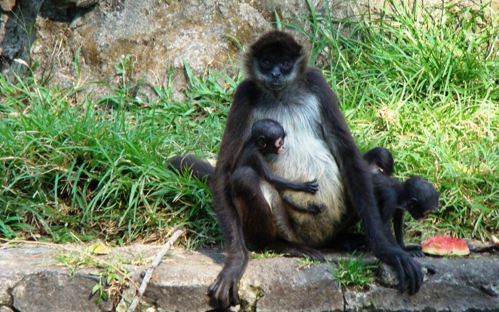 Mono-araña-6-1024x641