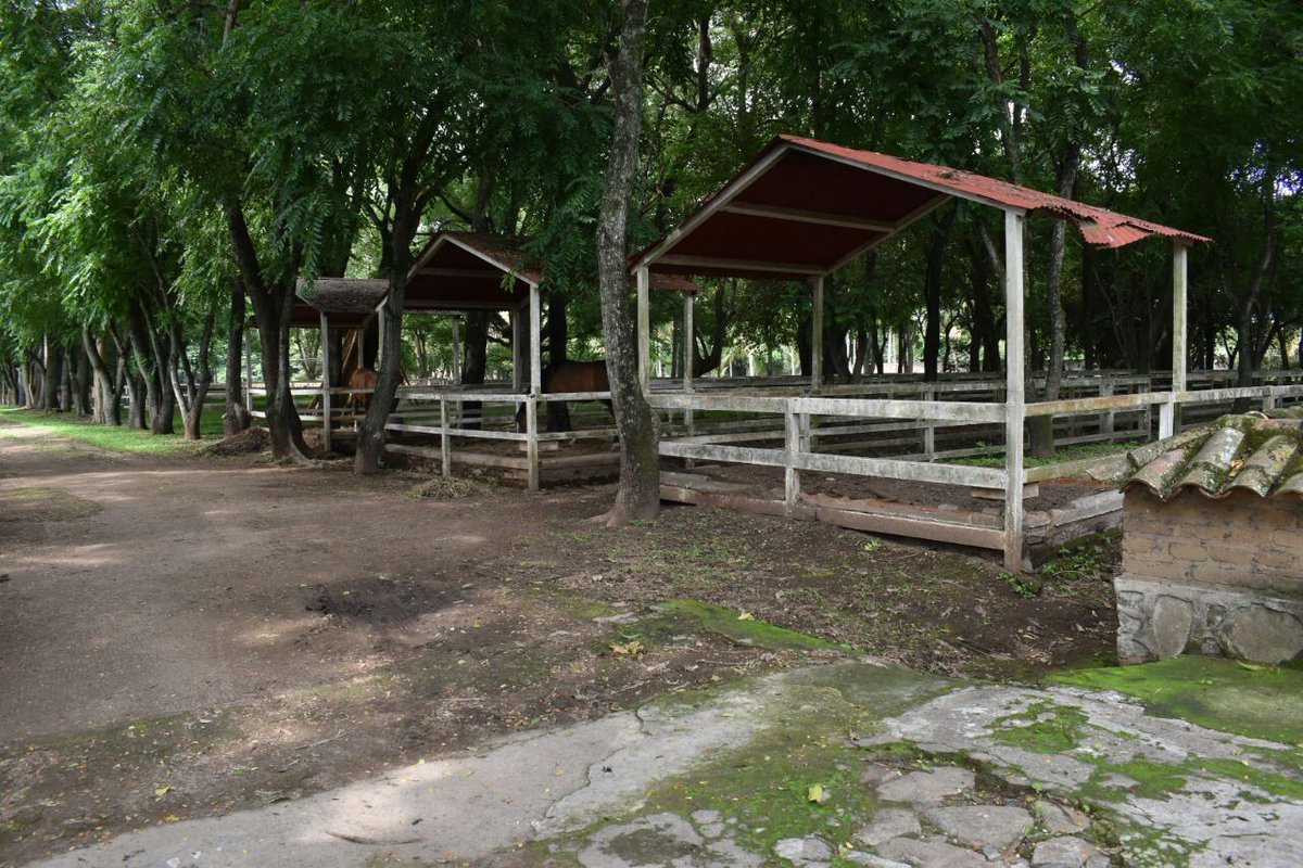 Extinción dominio Paco Flores7