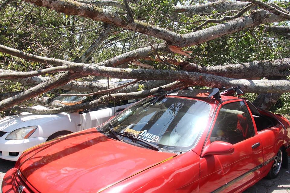 Árbol caído en la UES