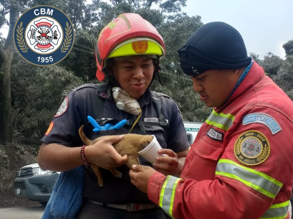 Bombero alimentado a perro