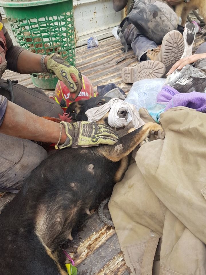 Trasladando animales