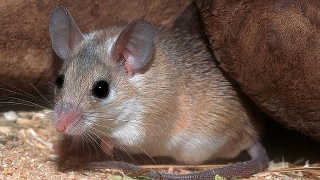 ratón