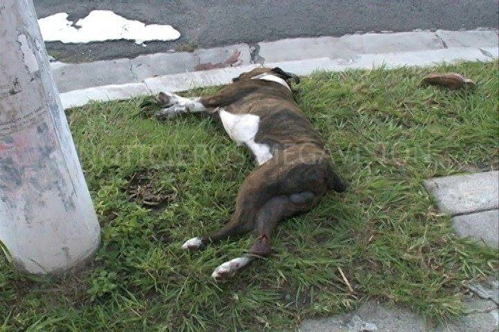 accidente perros 2