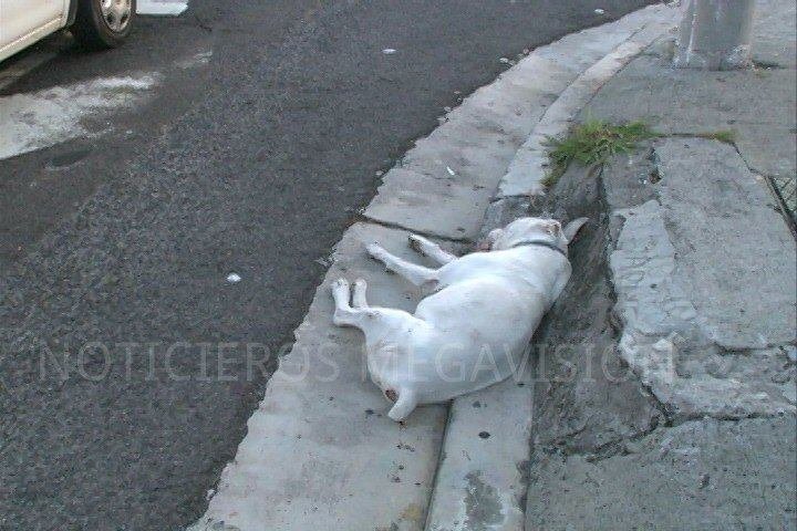 accidente perros 3