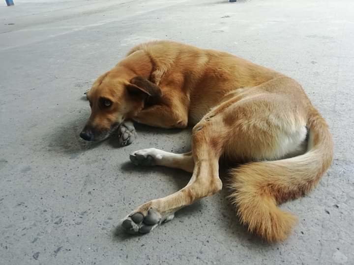 Canelo sin collar II