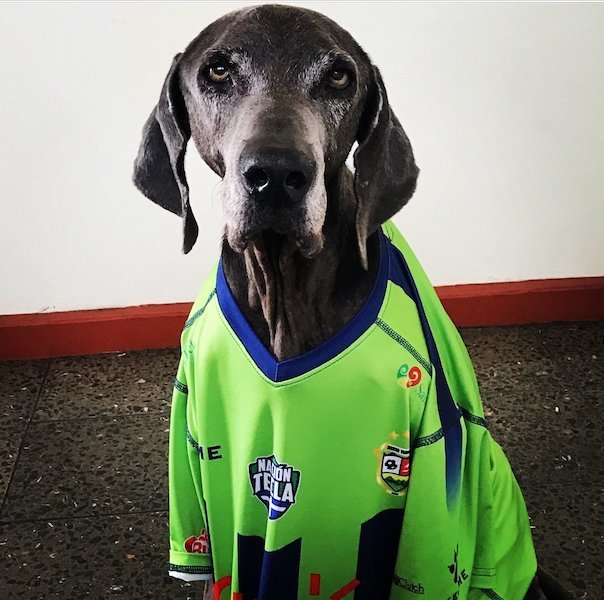 Perro de Derby Carrillo 4