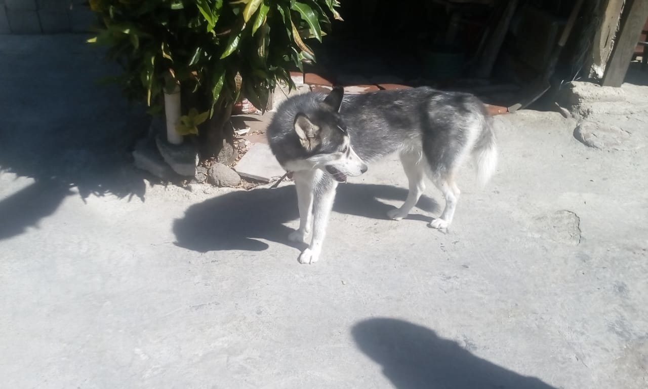 Perro Husky