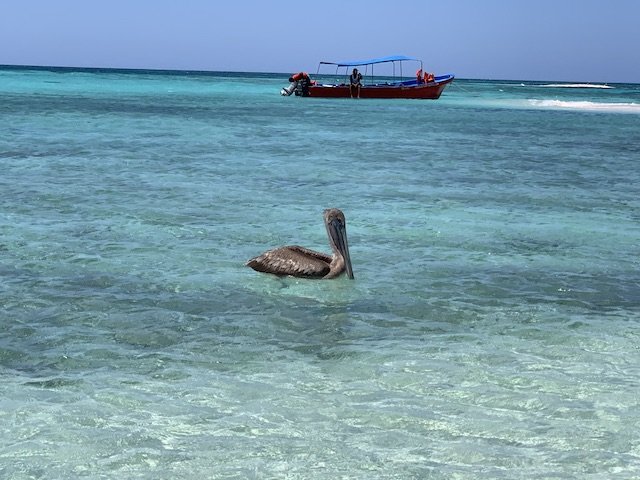 PELICANO CAYO COCHINOS