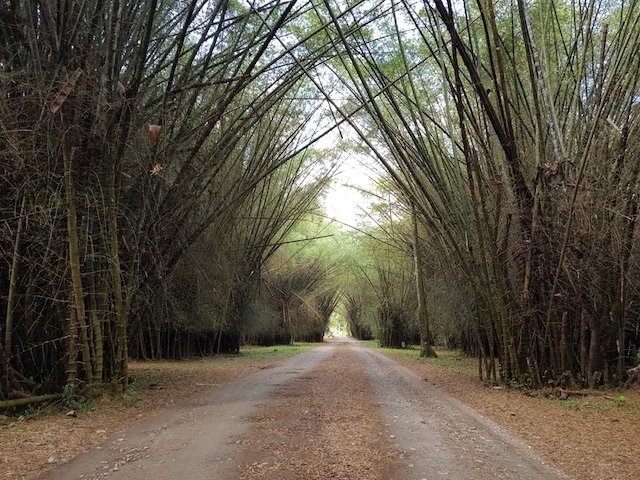 JARDIN DE LOS BAMBUES LANCETILLA