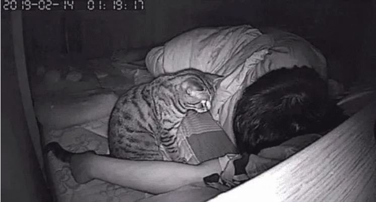 Gatito2