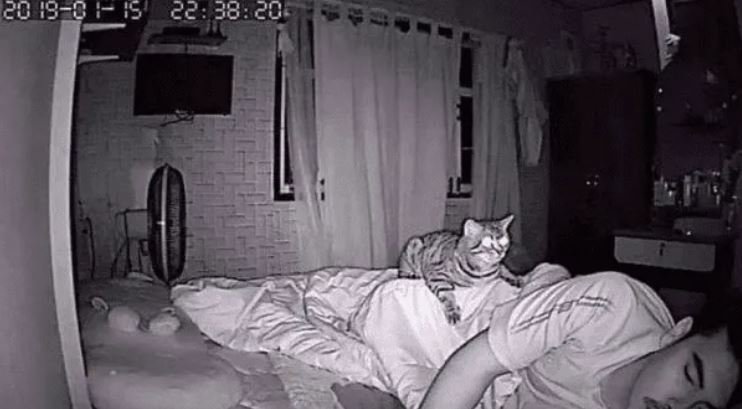 Gatito3
