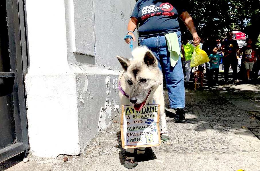 Desfile de mascotas 5
