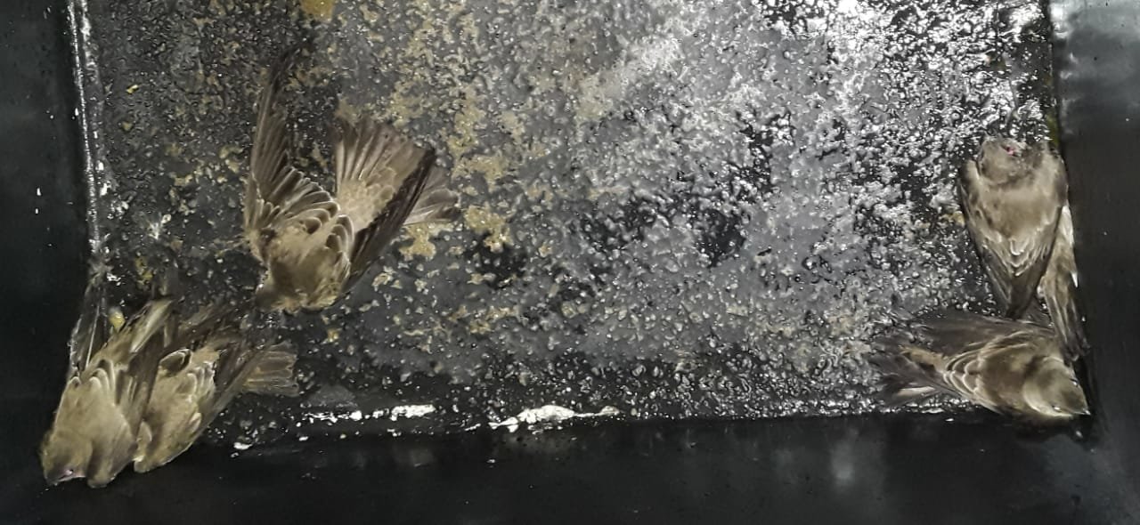 Aves en La Gran Vía