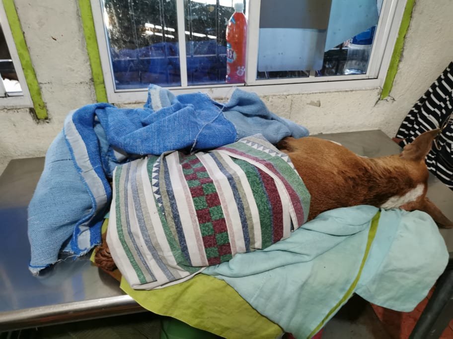 Perrita macheteada 1