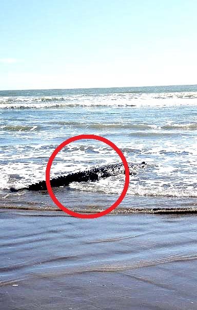 Cocodrilos en isla Tasajera 1