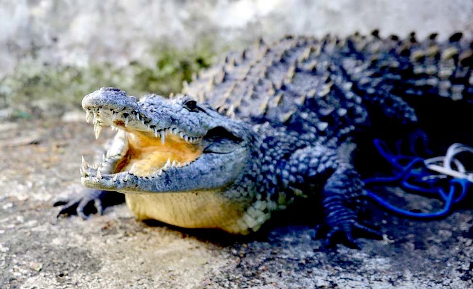 Cocodrilo pasó 14 años en cautivero en colonia Satélite 1