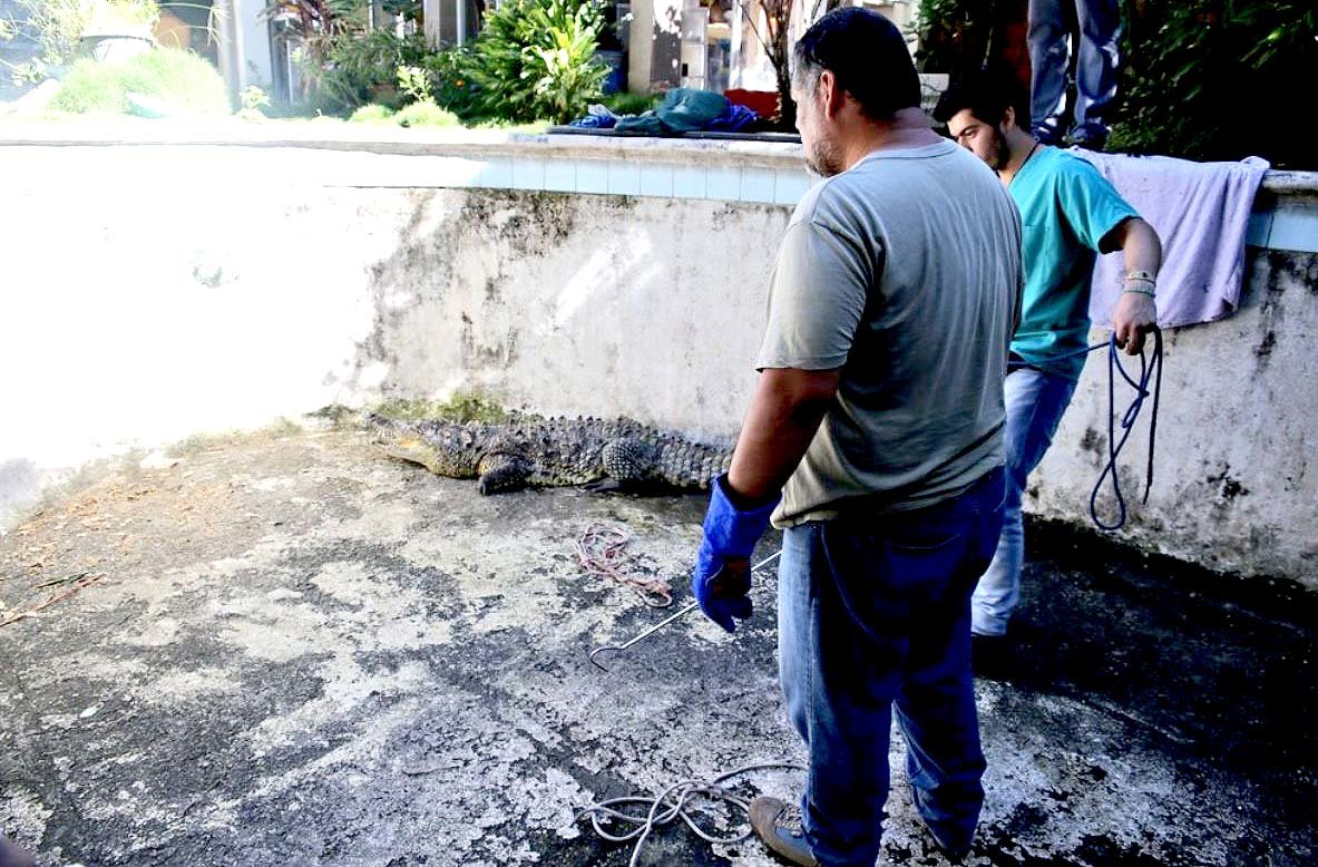 Cocodrilo pasó 14 años en cautivero en colonia Satélite 2