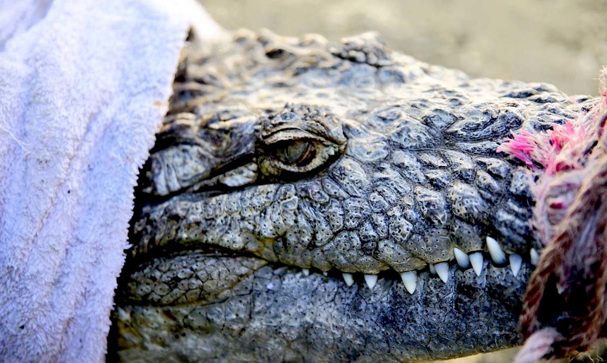 Cocodrilo pasó 14 años en cautivero en colonia Satélite 3