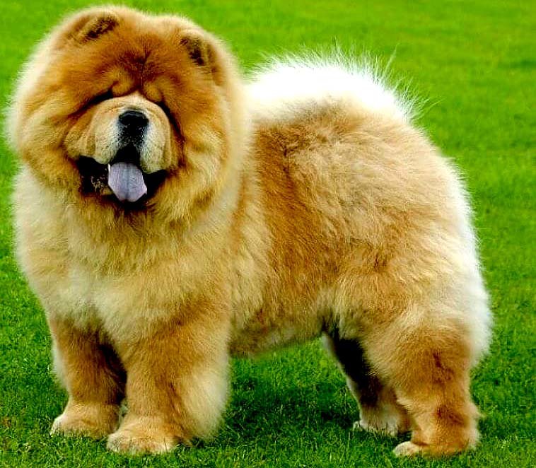 Chow chow
