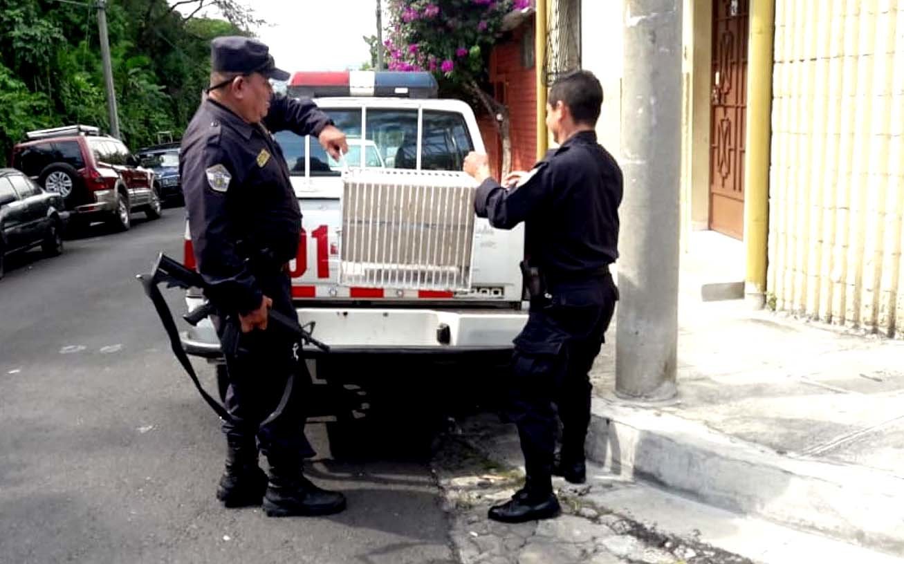 Zorro en Antiguo Cuscatlán 2