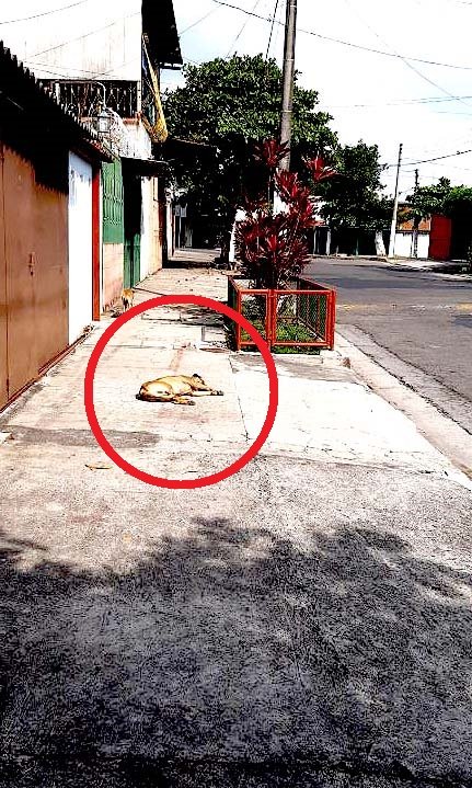 Envenena a varios perros en Ayutuxtepeque 4