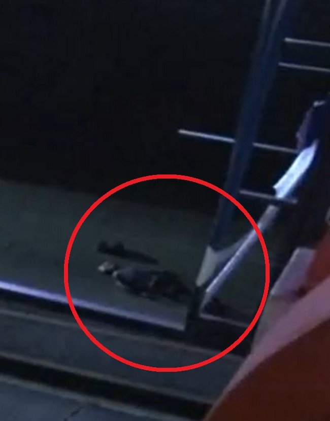 Hombre cae de paso a desnivel sobre la 49 3