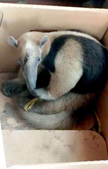 rescatan a oso hormiguero 2