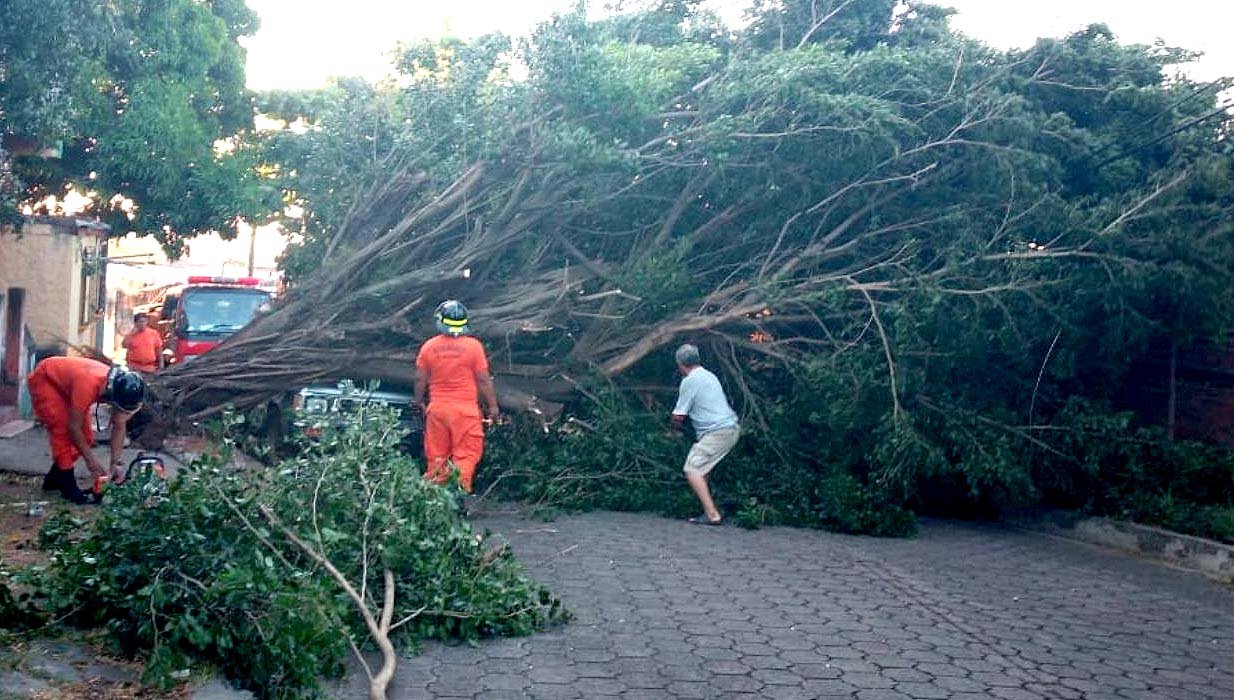 Árbol cae en vehículo en Sonsonate 4