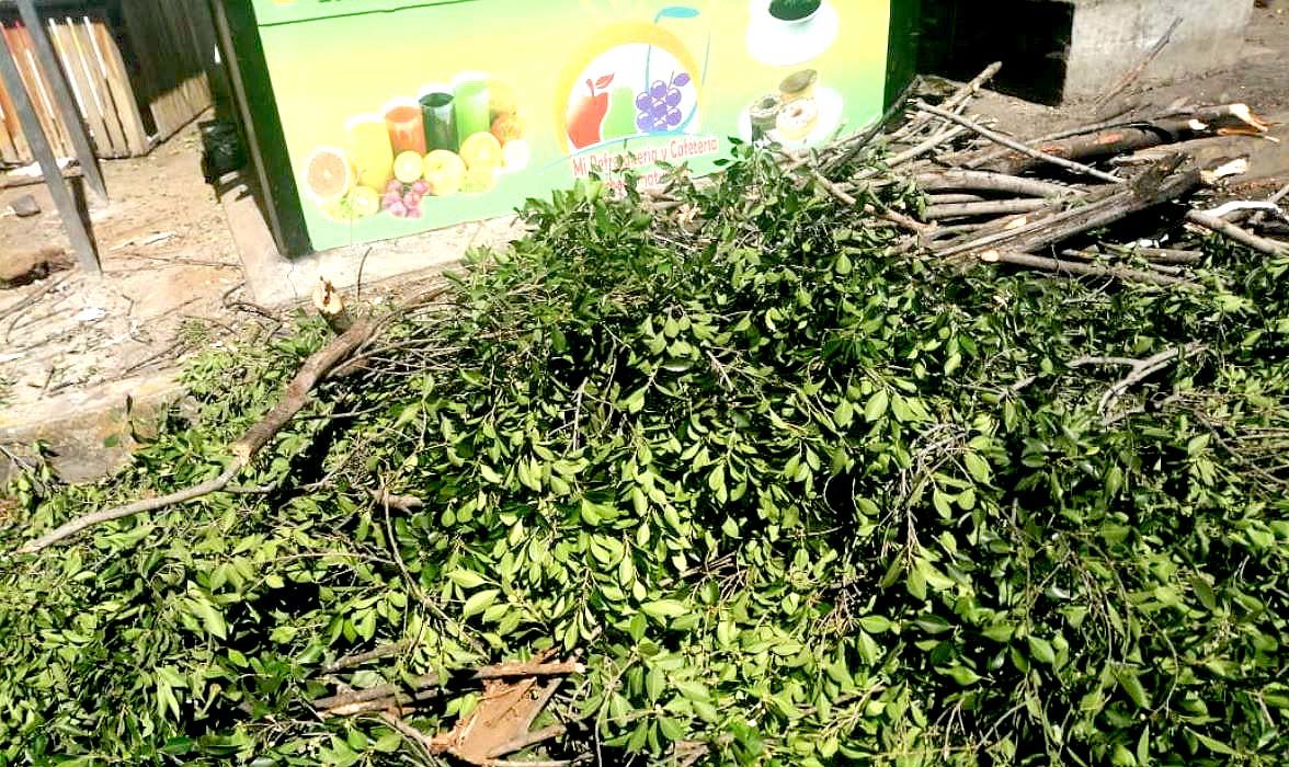 Talan árbol para instalar una champa como cafetín 3