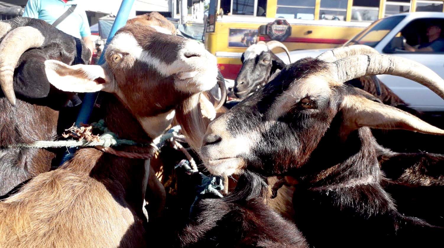 Leche de cabras del centro 1