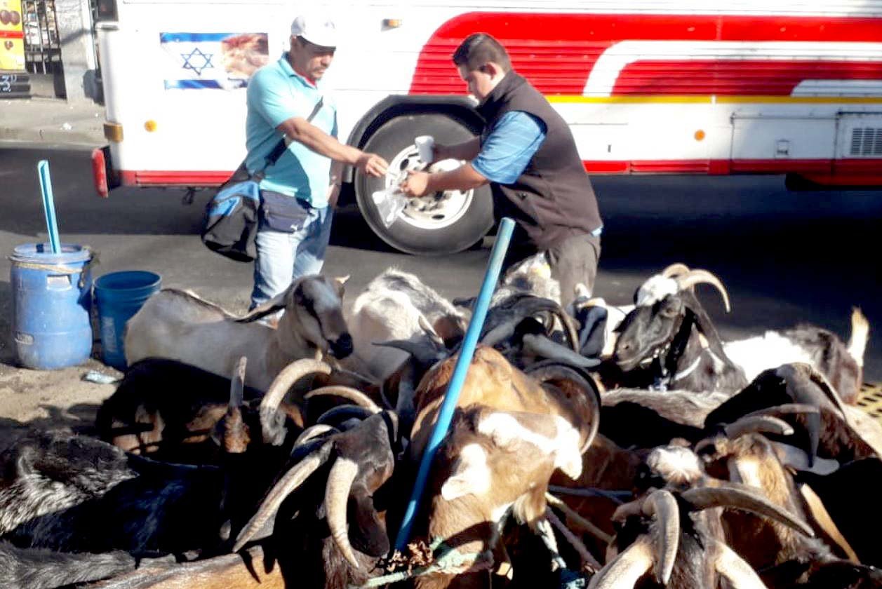 Leche de cabras del centro 3