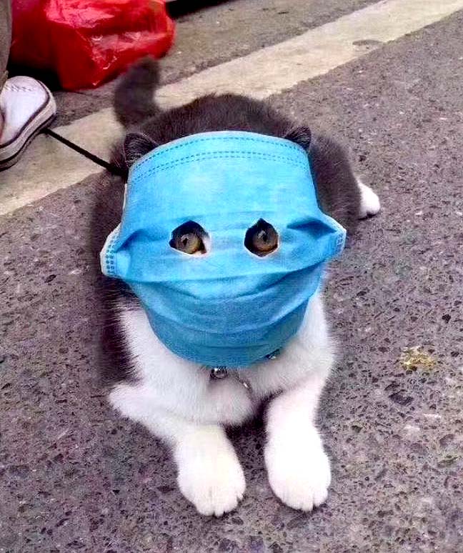 Mascotas en China usan mascarillas para evitar coronavirus 1